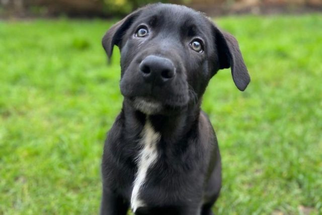 Cane Corso German Shepherd Mix: A Hybrid That Will Fascinate You