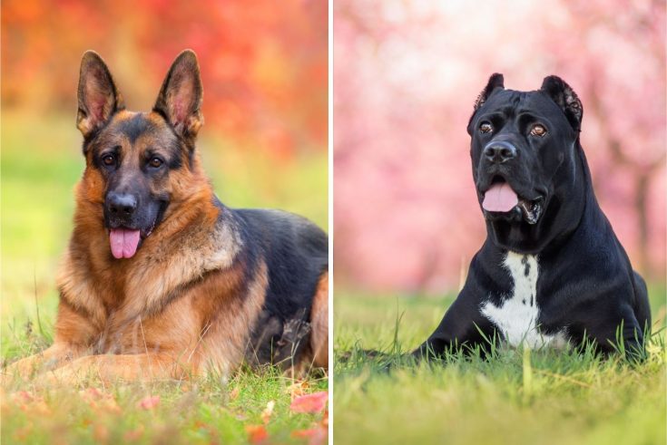 Cane Corso German Shepherd Mix: This Dog Will Fascinate You