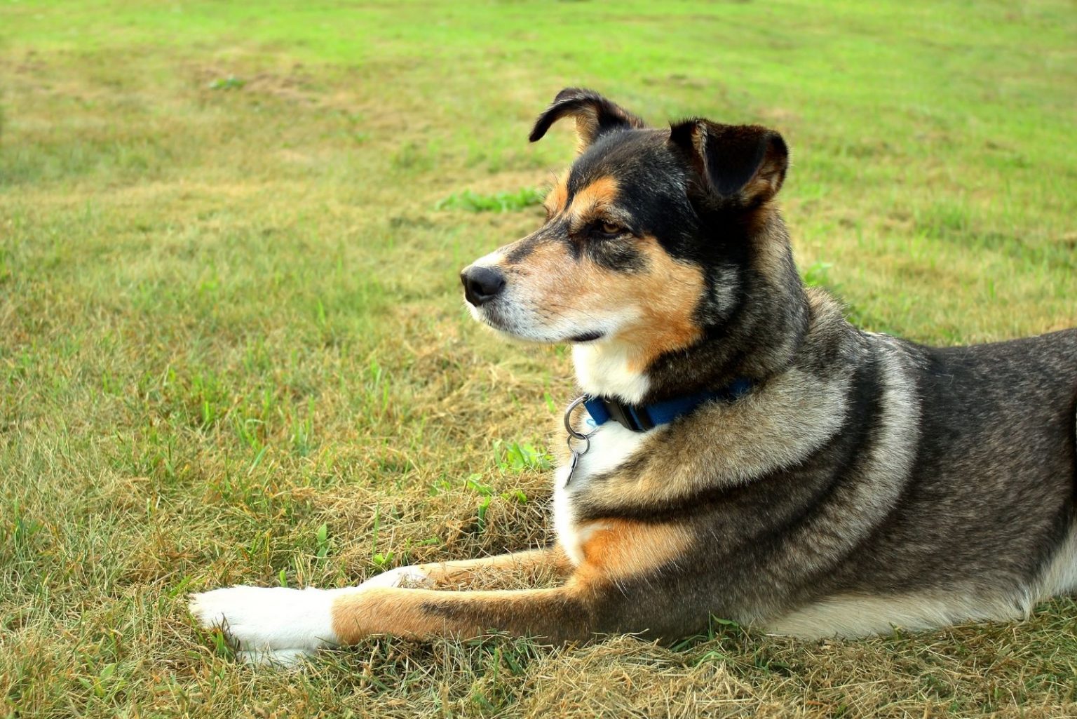 Panda German Shepherd: A Rare Breed That's Right For You?