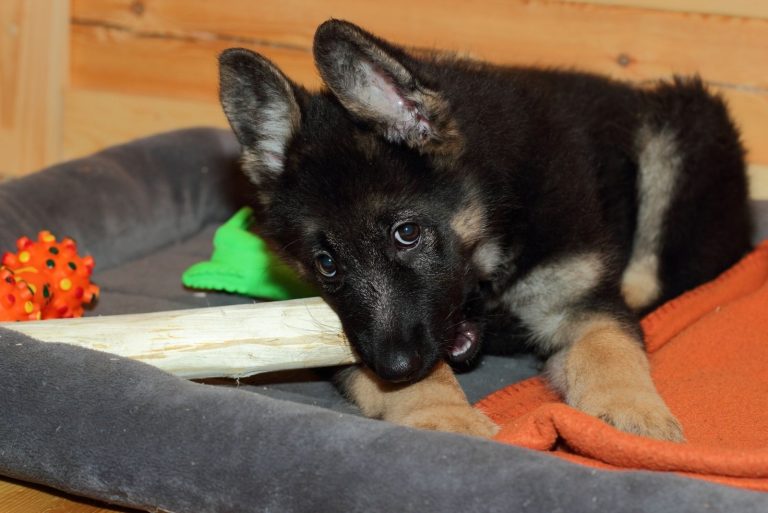 German Shepherd Teething: What To Expect And How To Help