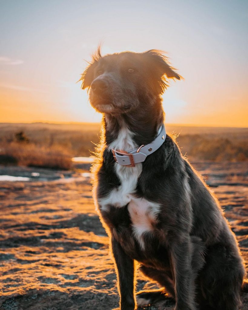 Golden Retriever Pitbull Mix: A Unique Hybrid You Will Love