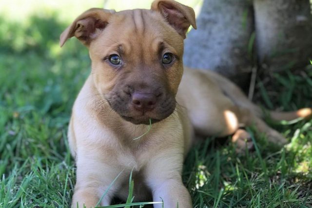 Golden Retriever Pitbull Mix: A Unique Hybrid You Will Love