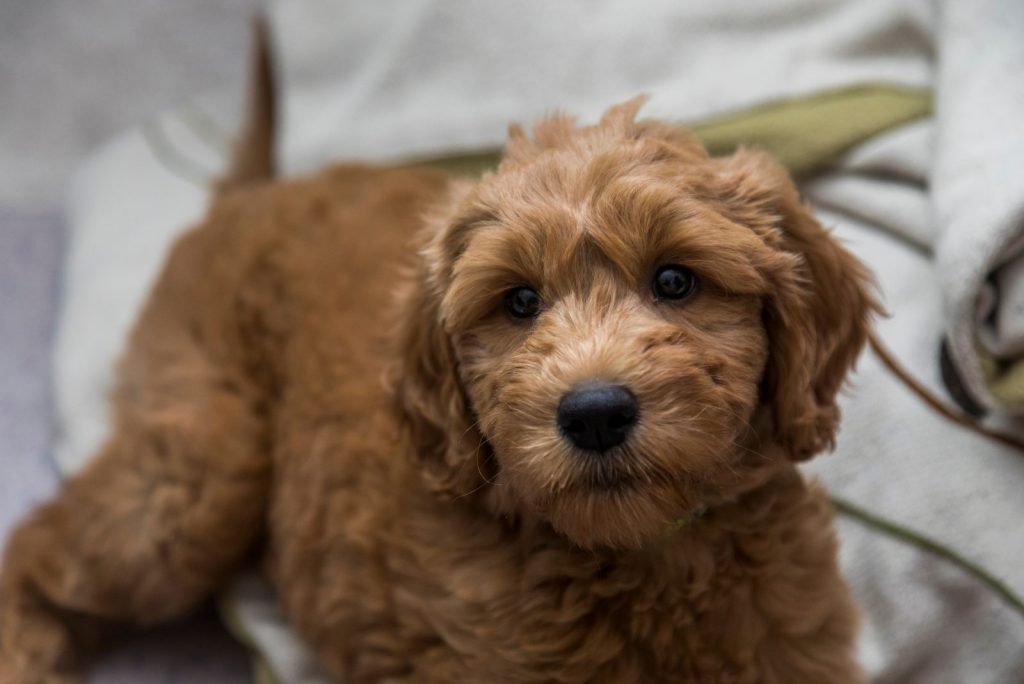 Special Benefits Of Training A Goldendoodle Puppy