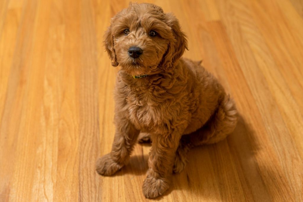 Goldendoodle Potty Training - Goldendoodle Training 101