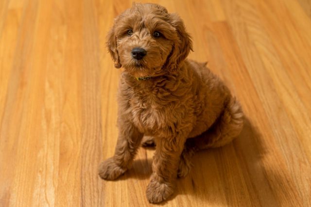 Goldendoodle Potty Training - Goldendoodle Training 101