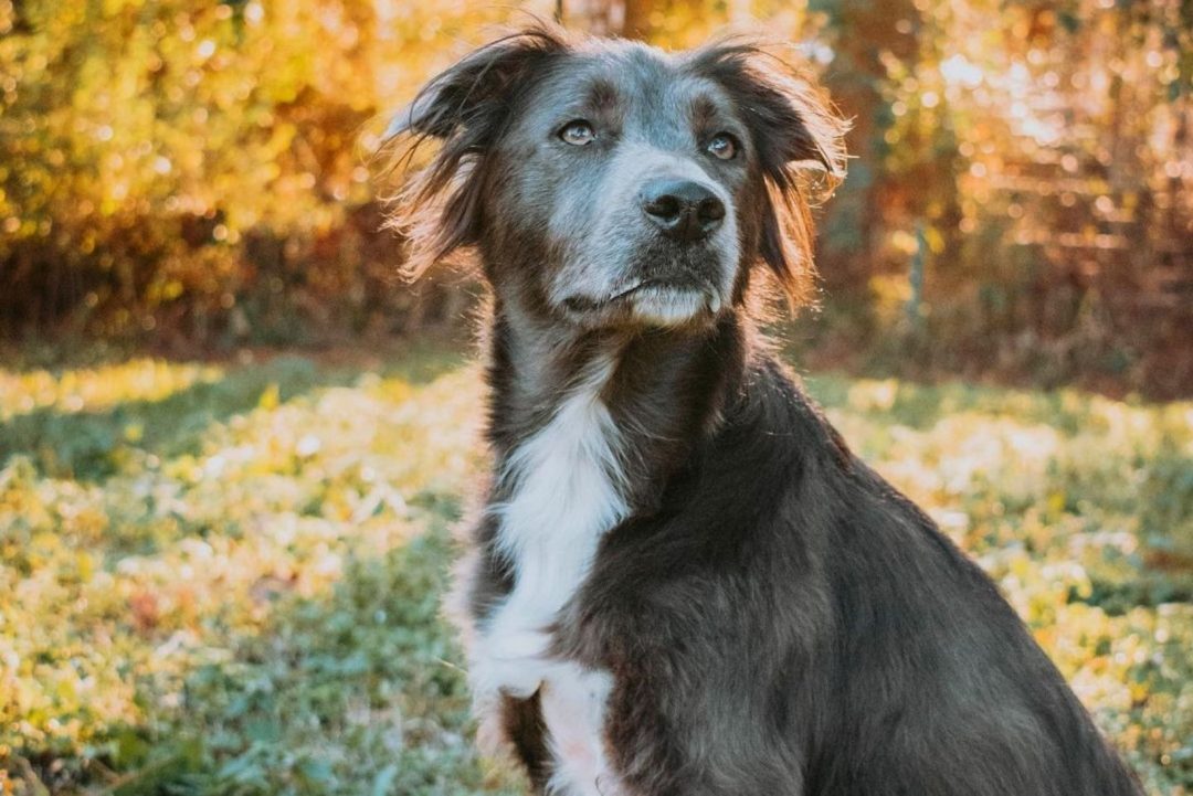 Golden Retriever Pitbull Mix: A Unique Hybrid The World Will Love