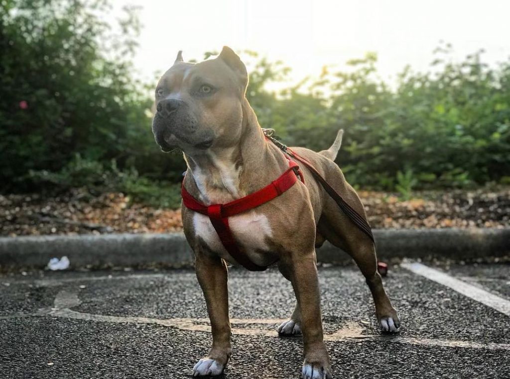 All About The Pitbull Price: How Much Do These Dogs Cost?