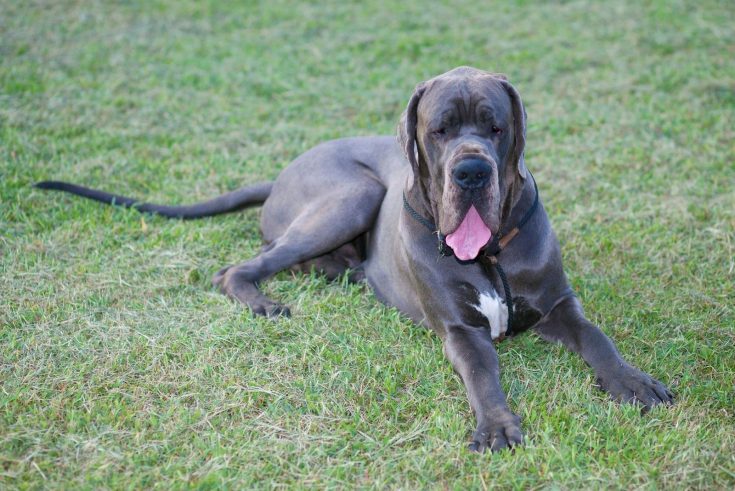 Blue Great Dane - A Guide To This Beautiful Coat Color