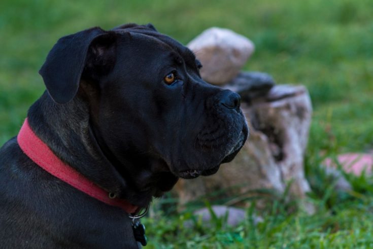 Cane Corso Great Dane Mix – A Gentle Giant Or A Danger?