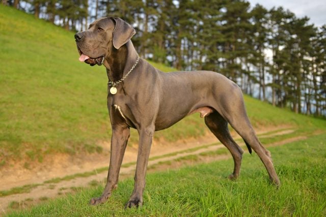 Great Dane Husky Mix: Your Best Guide To A Gentle Giant