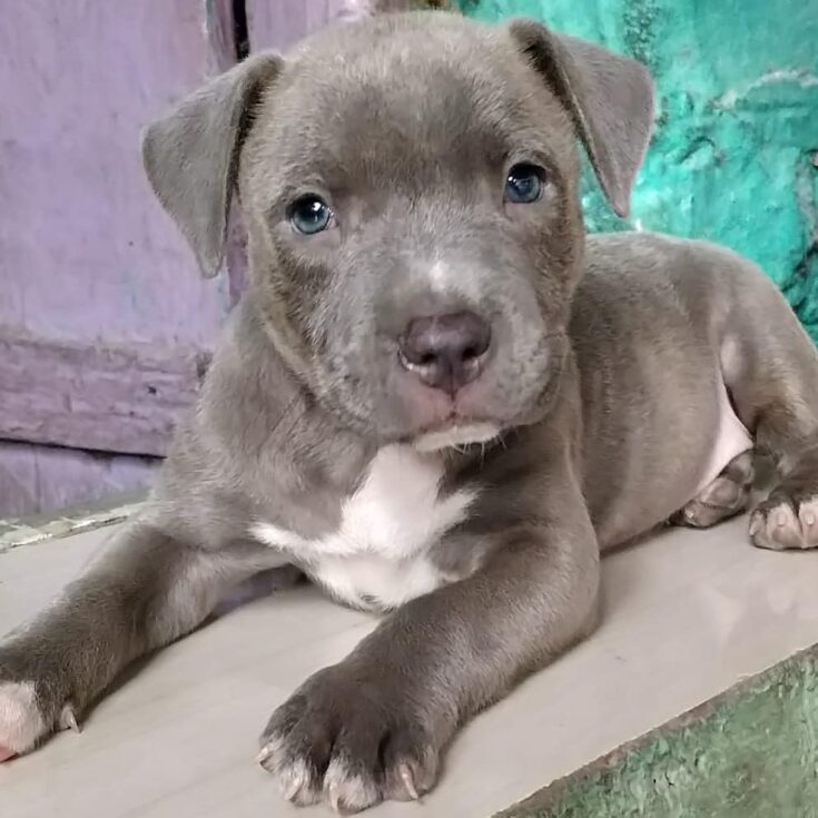 Grey Pitbull: Everything You Should Know About These Rare Gems