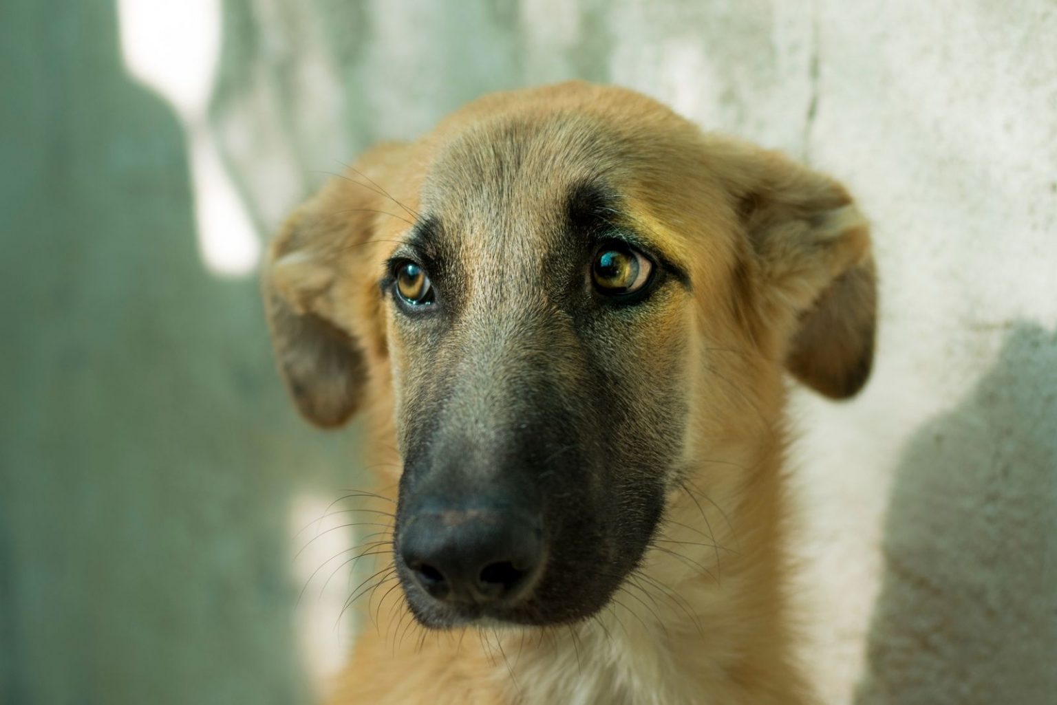 34 Adorable Corgi Mixes That Will Make You Go 'Awwww!'