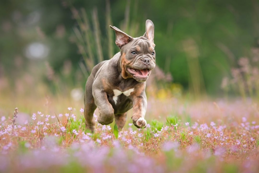 Merle English Bulldog: Paying A High Price For Good Looks