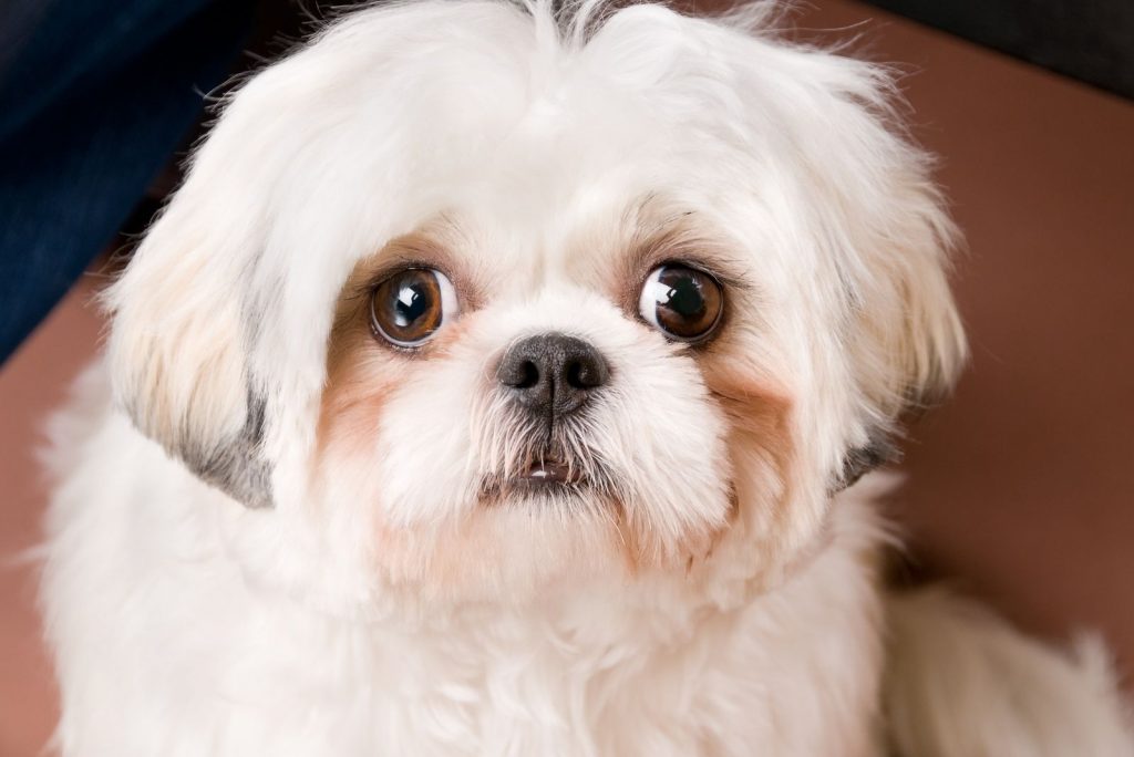 White Shih Tzu And The 411 On All The Other Shih Tzu Coat Colors