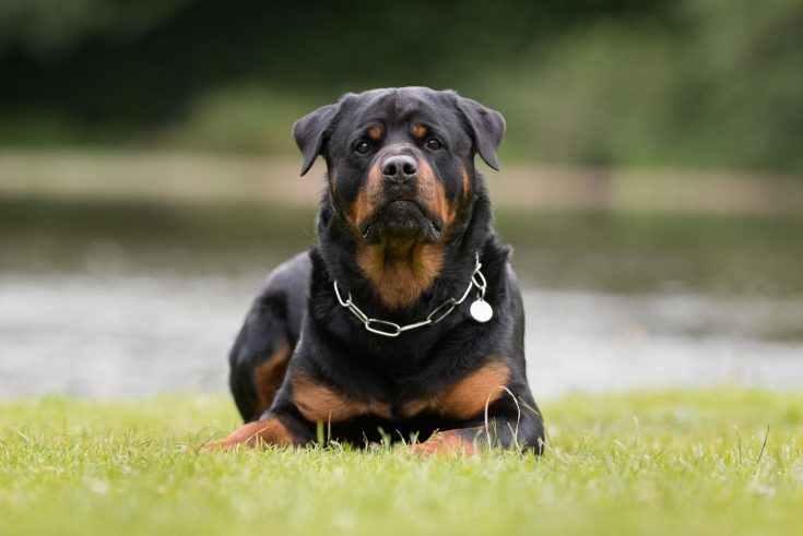 Are Rottweilers Dangerous? The Surprising Truth About Rotties