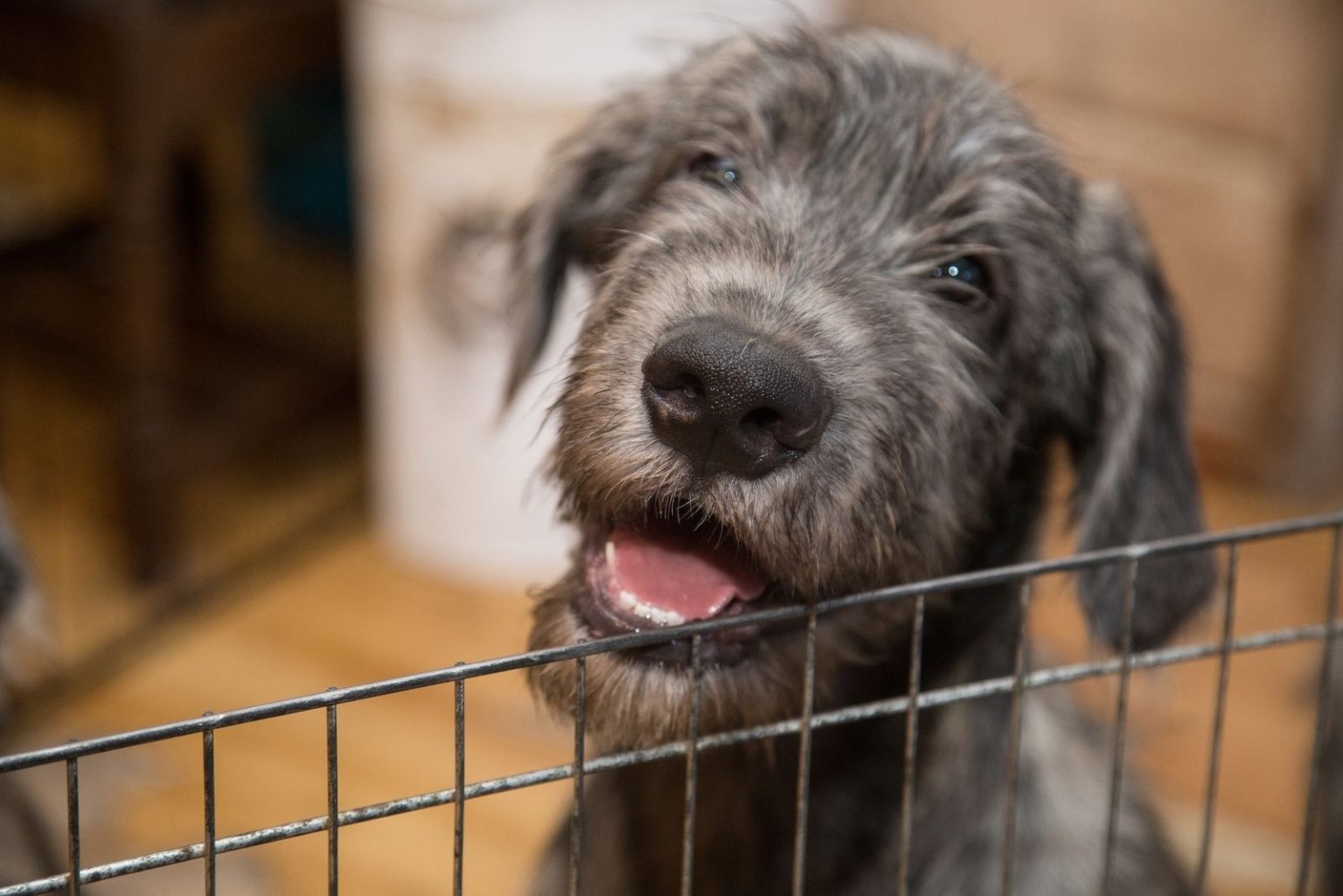 irish-wolfhound-cost-puppy-price-and-additional-expenses