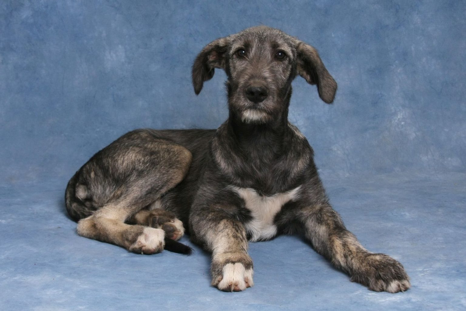 Irish Wolfhound Cost: Puppy Price And Additional Expenses