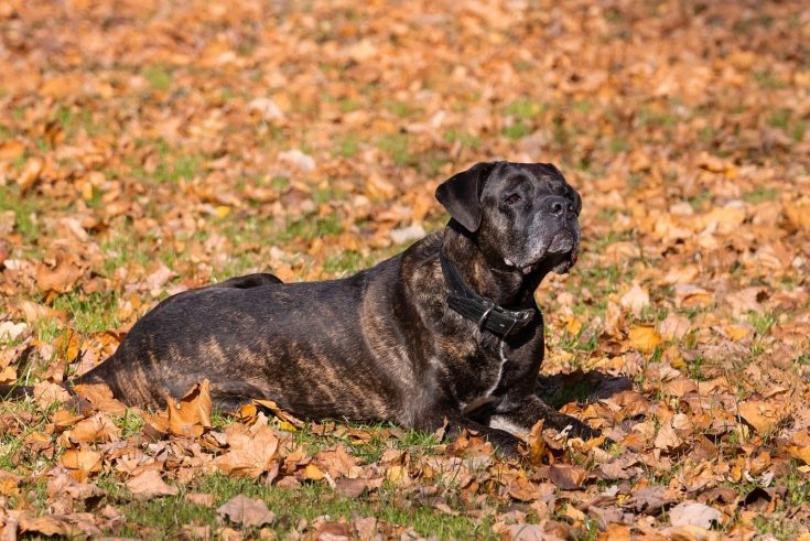 Cane Corso Great Dane Mix – A Gentle Giant Or A Danger?