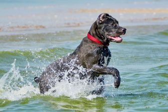 Cane Corso Great Dane Mix – A Gentle Giant Or A Danger?