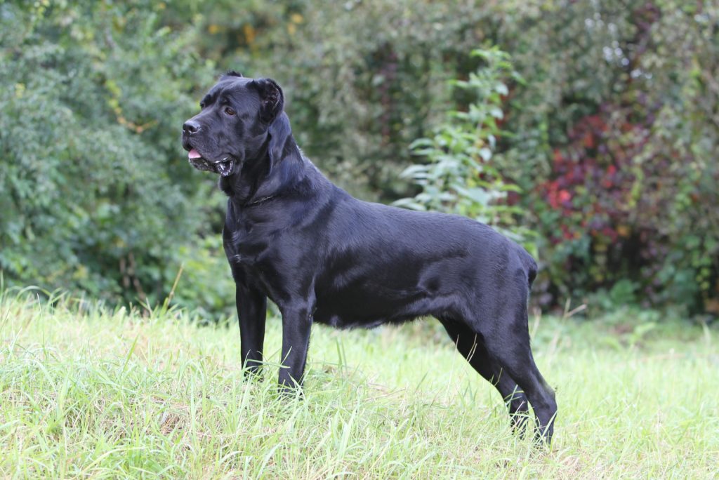 How Much Does A Cane Corso Cost? Are These Dogs Expensive?