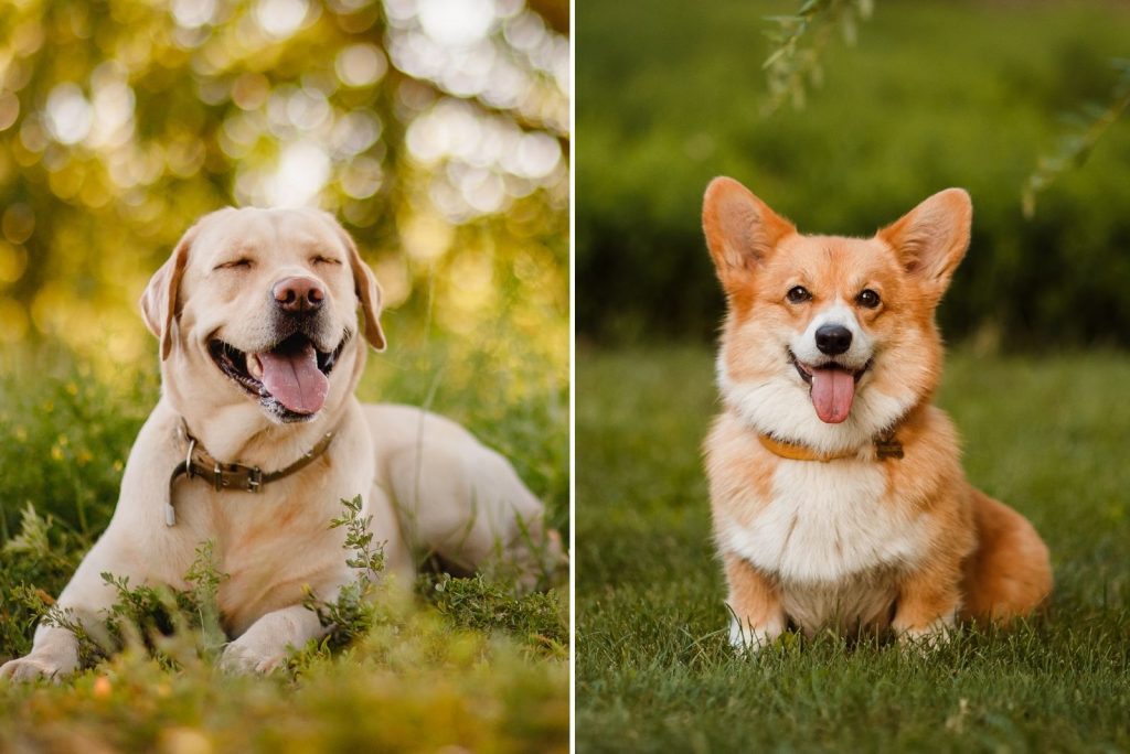 Corgi Lab Mix – The Most Loyal Crossbreed, Or A Bad Choice?