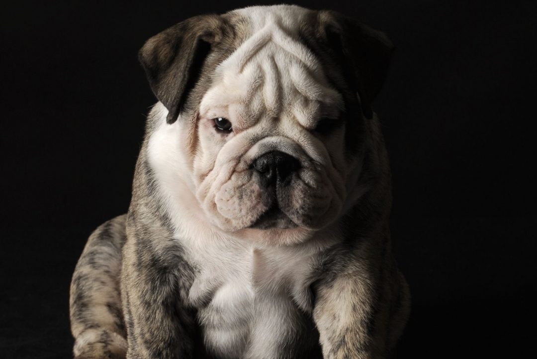 Merle English Bulldog: Paying A High Price For Good Looks