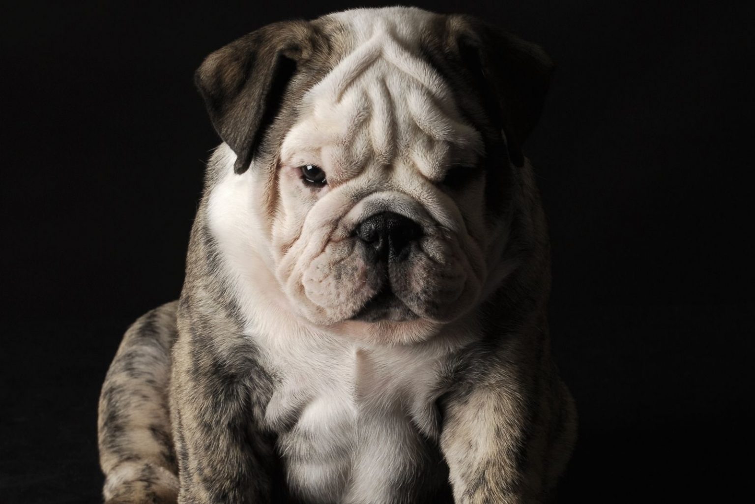 Merle English Bulldog: Paying A High Price For Good Looks