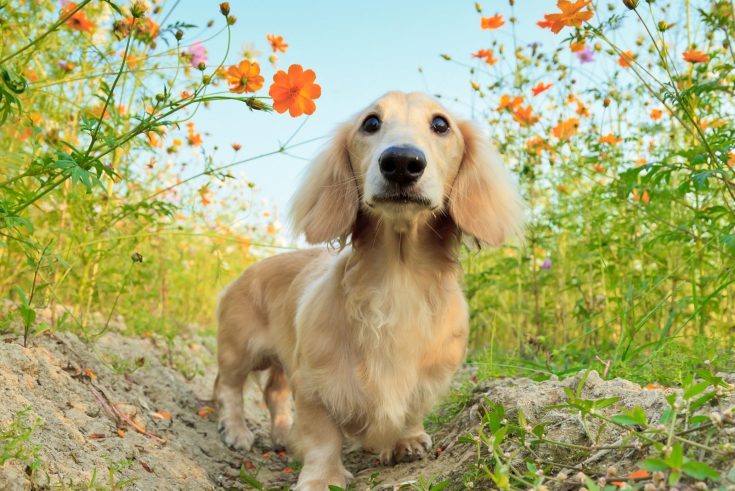 Dachshund Lifespan And Common Health Issues Explained