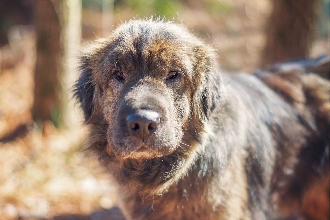 teddy coat shar pei