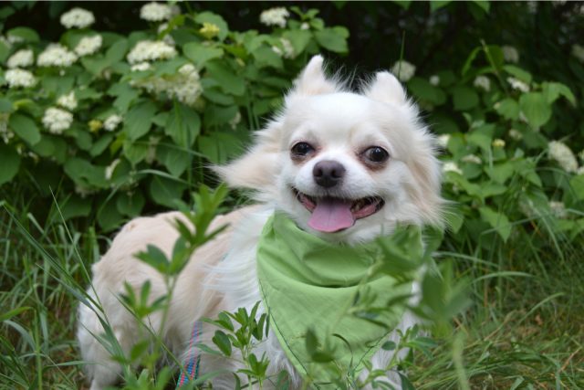 White Chihuahua: An Angel Among All Chihuahuas