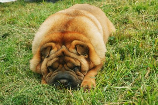 bear coat shar pei breeders near me