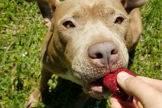 Blue Fawn Pitbull: Are These Pups The Fairest Of Them All?