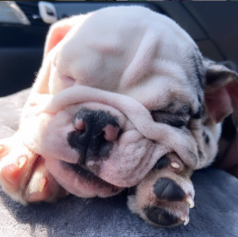 Merle English Bulldog: Paying A High Price For Good Looks