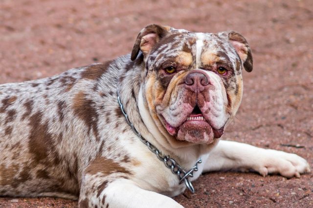 Merle English Bulldog: Paying A High Price For Good Looks