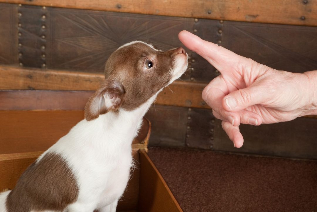 Chihuahua Potty Training: Housebreaking Chis In A Few Short Steps