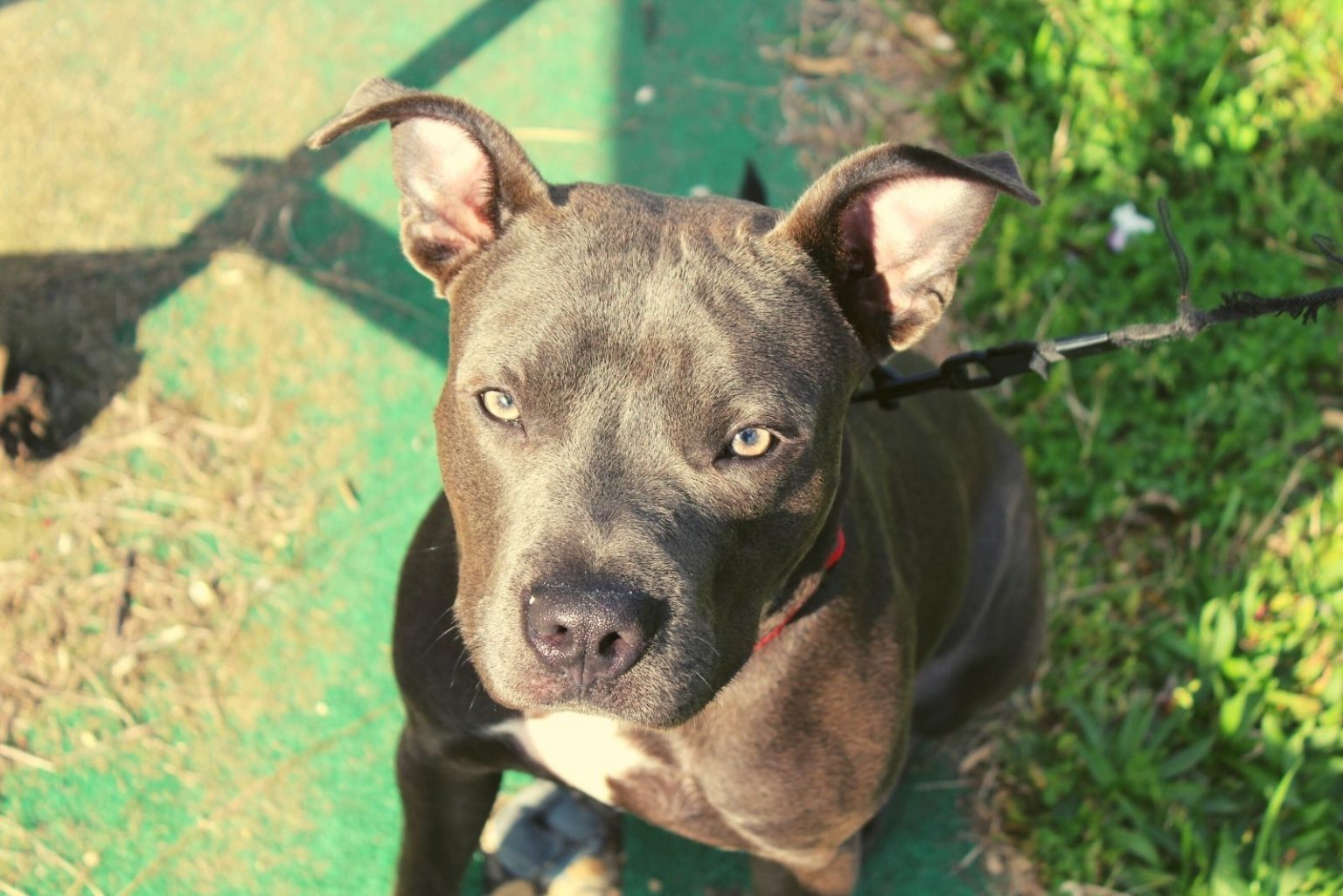 Blue Fawn Pitbull: Are These Pups The Fairest Of Them All?