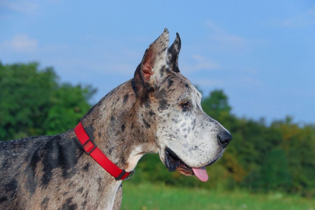 Blue Great Dane: Do These Gentle Giants Really Come In Blue?