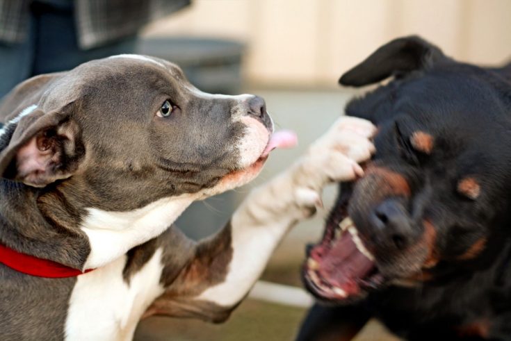 Are Rottweilers Dangerous? The Surprising Truth About Rotties