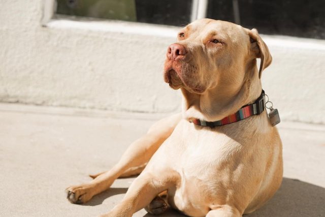 Golden Retriever Pitbull Mix: A Unique Hybrid You Will Love