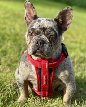 Exotic Bully: What You Need To Know Before Buying Your Pup