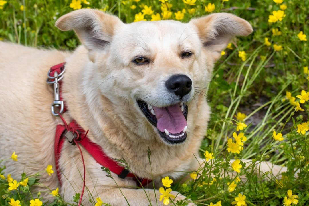 Corgi Pomeranian Mix –– Is This The Cutest Crossbreed Ever?