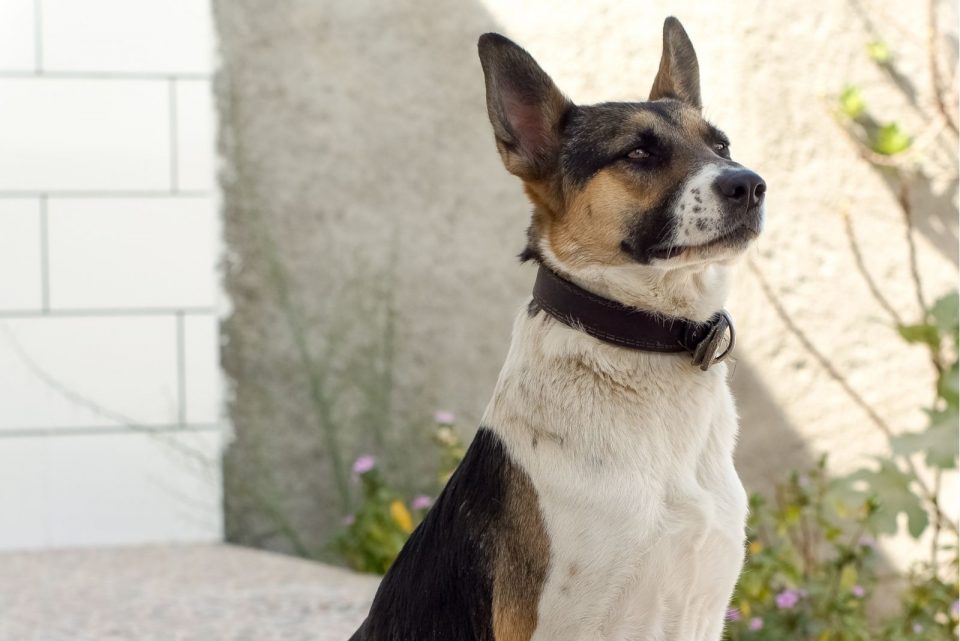 Panda German Shepherd: A Rare Breed That's Right For You?