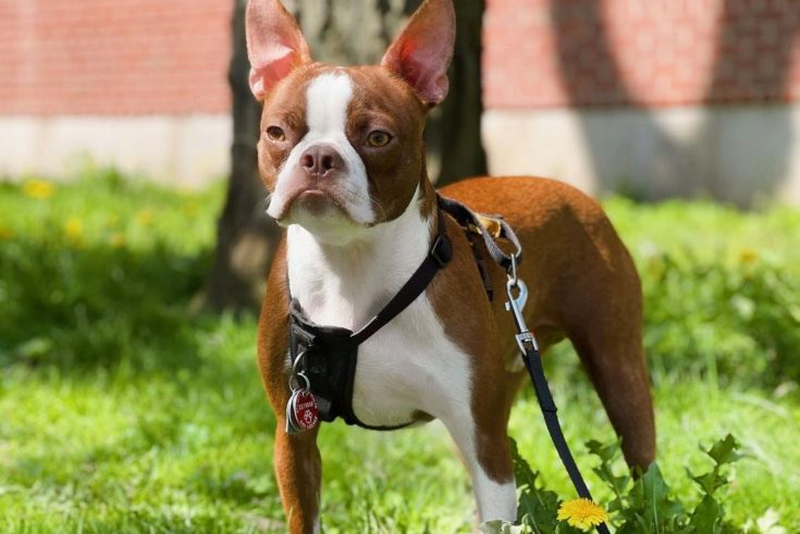 The Red Boston Terrier - An Ultimate Guide About This Dog