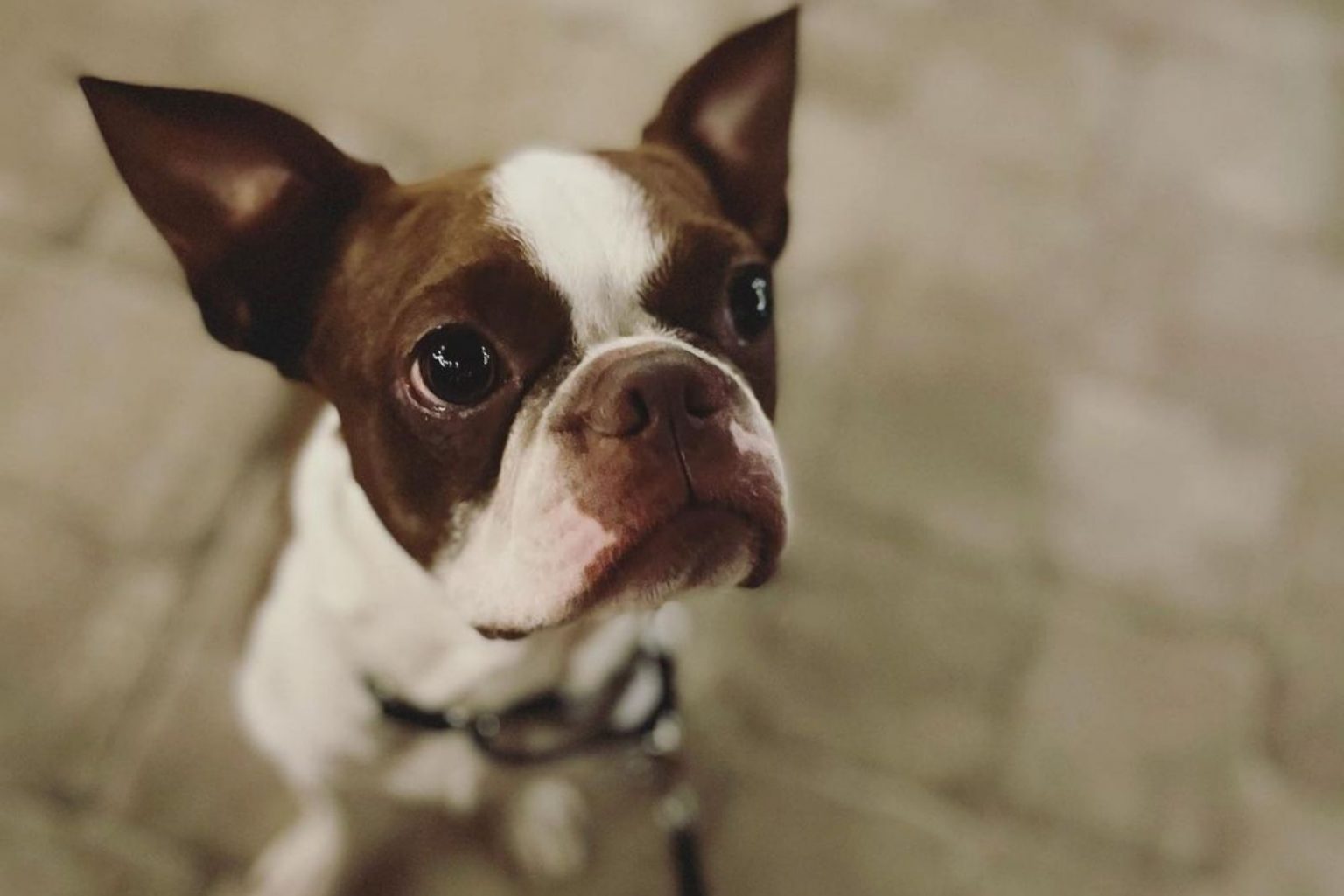 The Red Boston Terrier - An Ultimate Guide About This Dog