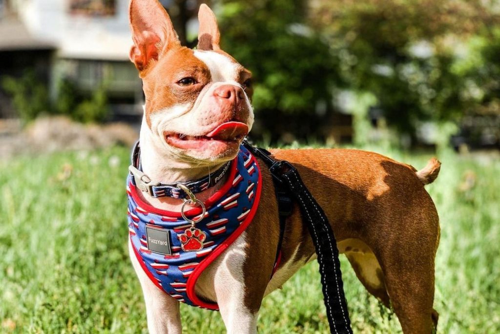 The Red Boston Terrier - An Ultimate Guide About This Dog