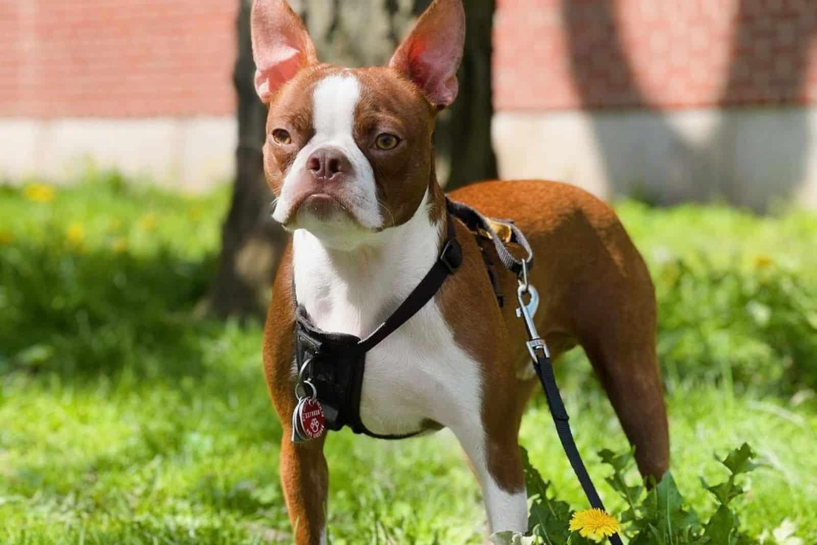 how old are boston terriers full grown