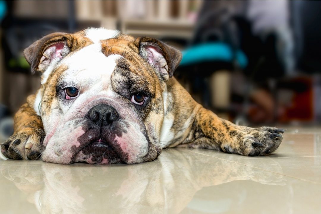 Merle English Bulldog: Paying A High Price For Good Looks