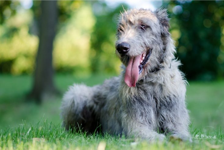 Irish Wolfhound Lifespan and Health Problems - What You Need to Know