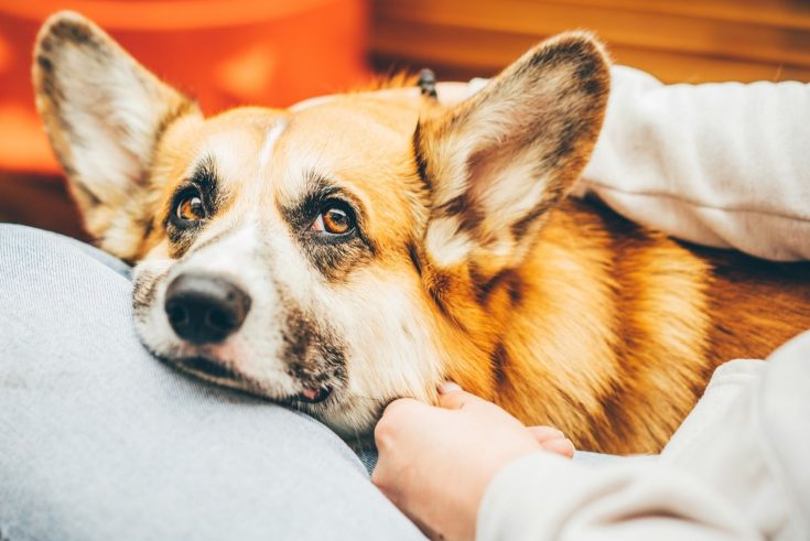 Corgi Pomeranian Mix –– Is This The Cutest Crossbreed Ever?