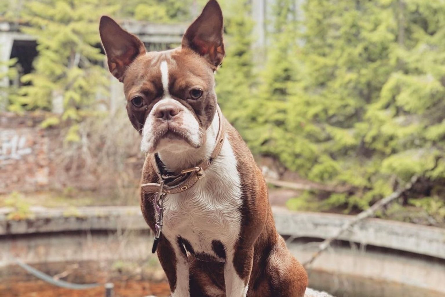 The Red Boston Terrier - An Ultimate Guide About This Dog